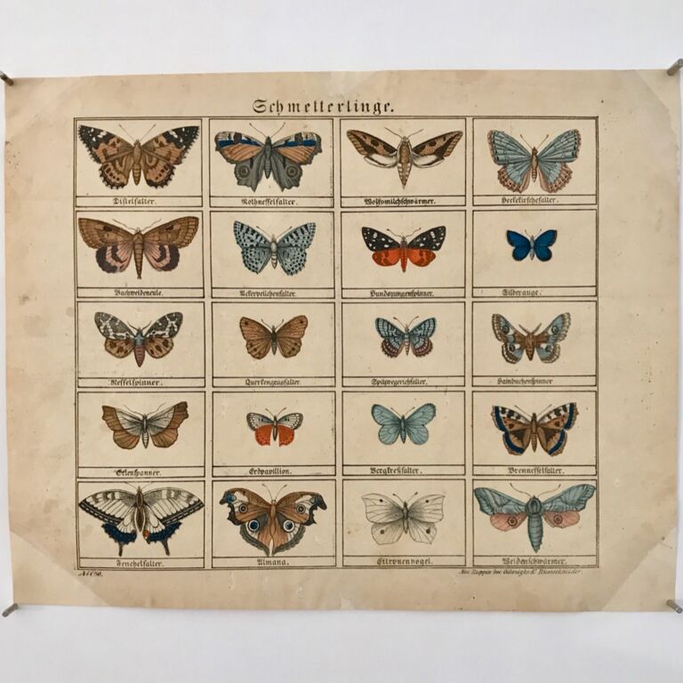 Ein Bilderbogen mit zwanzig verschiedenen Schmetterlingen