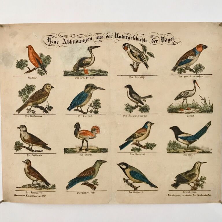 New illustrations of the natural history of birds